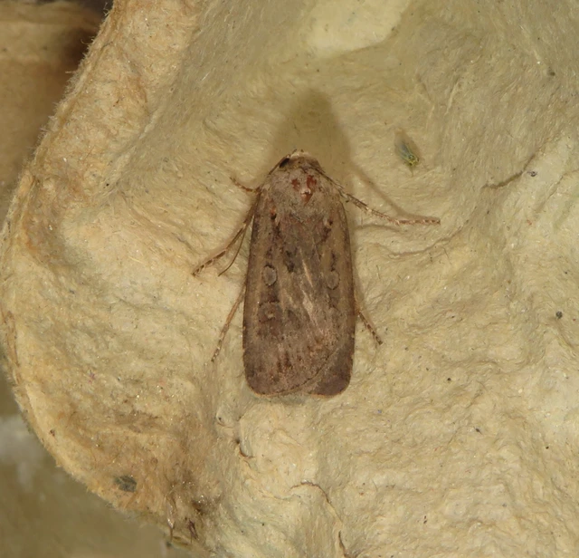 Euxoa tritici/nigrofusca/eruta