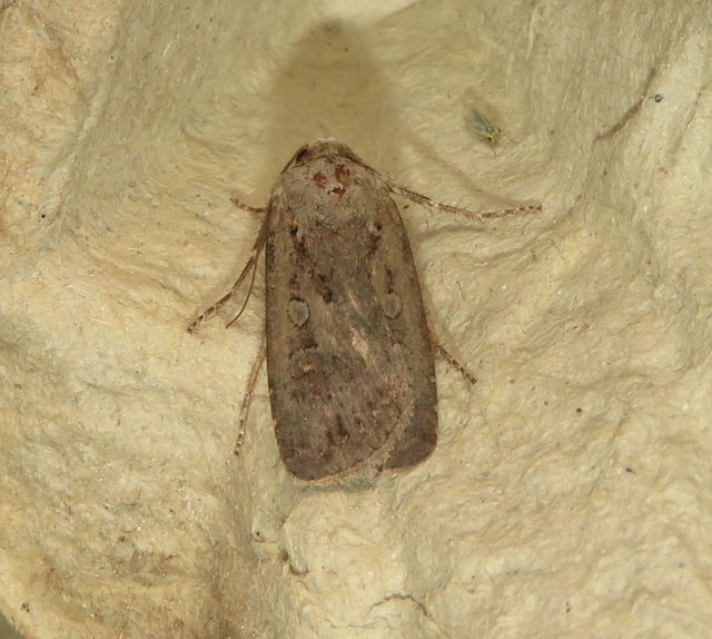 Euxoa tritici/nigrofusca/eruta