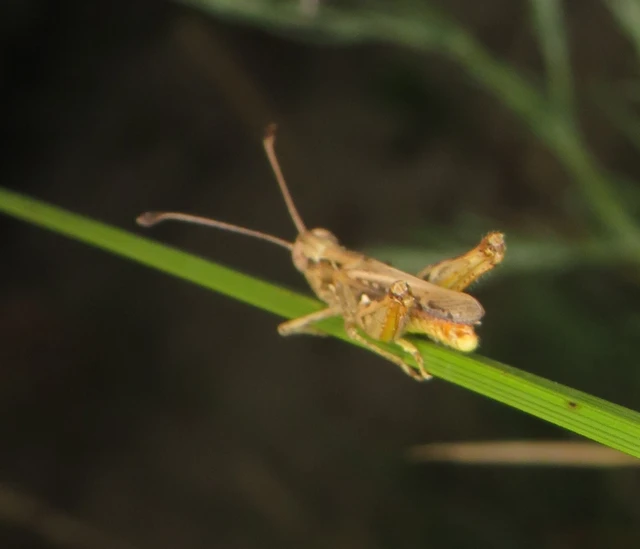 Myrmeleotettix antennatus - homoki bunkóscsápúsáska