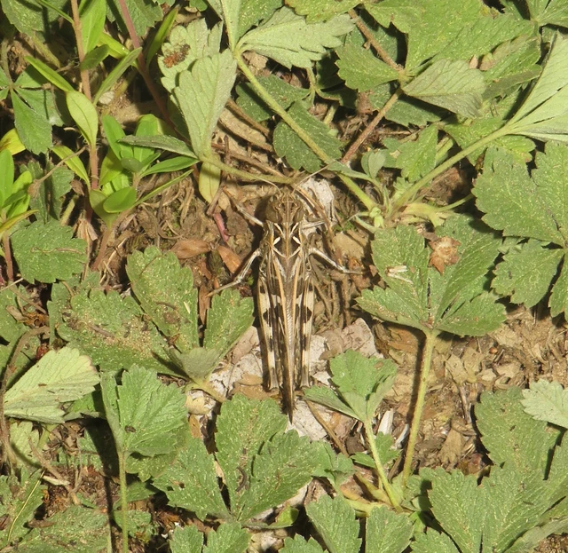 Oedaleus decorus - szalagos sáska