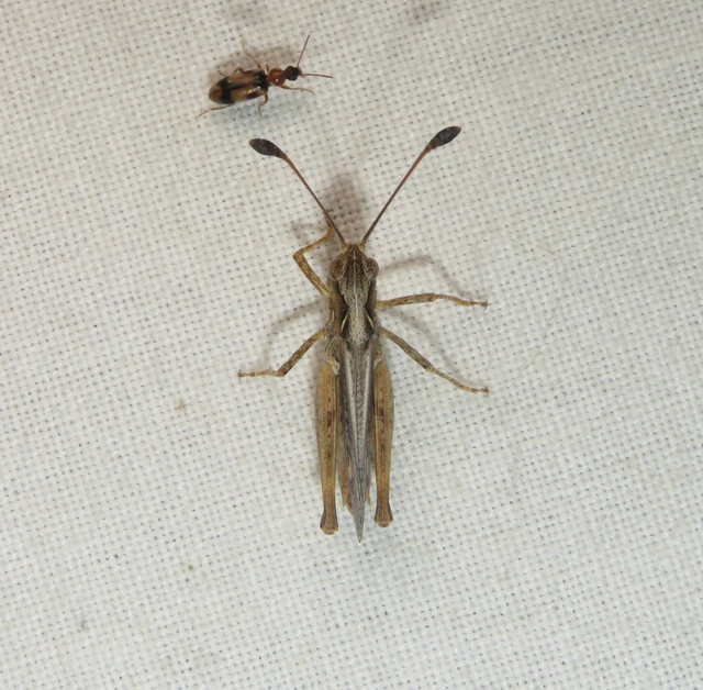 Myrmeleotettix antennatus - homoki bunkóscsápúsáska