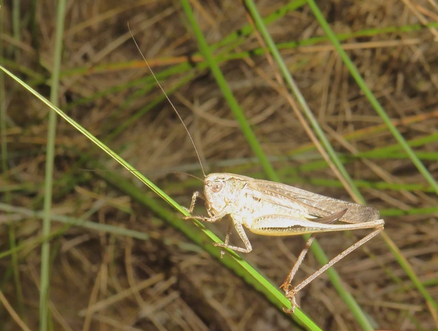 Platycleis
