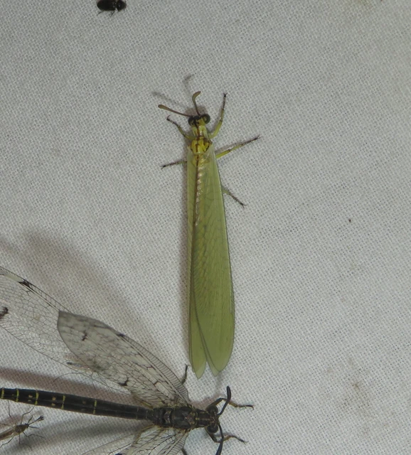 Myrmecaelurus trigrammus - hangyafarkas