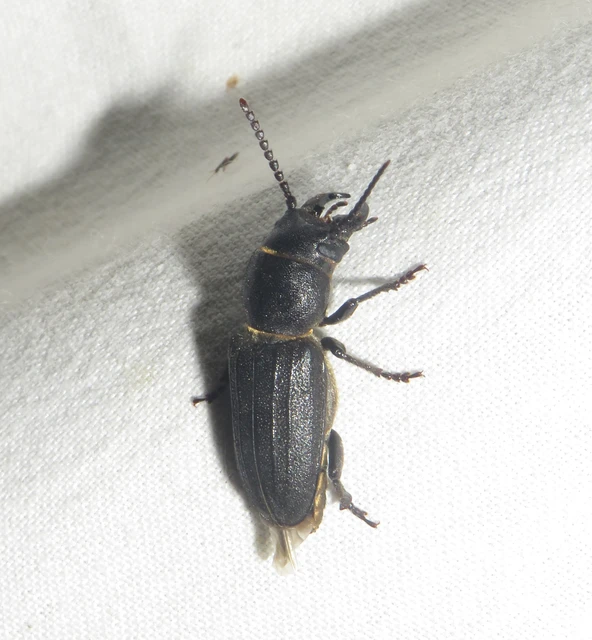Spondylis buprestoides - erdei félcincér