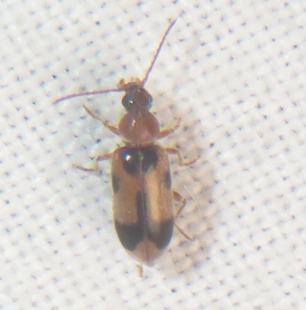 Notoxus appendicinus - déli nyakszarvúbogár