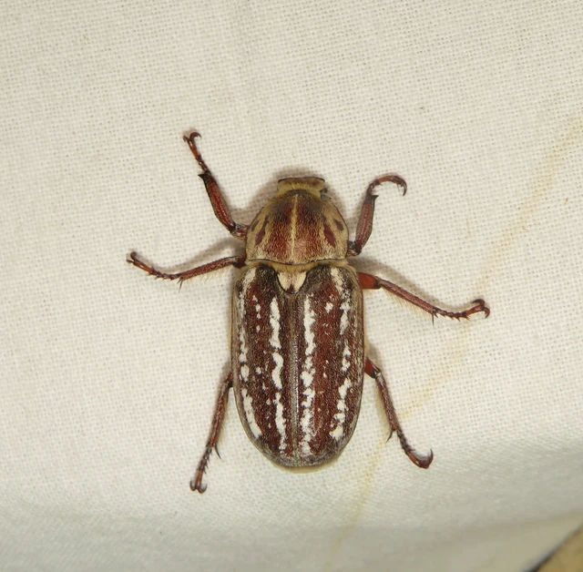 Anoxia orientalis - keleti cserebogár