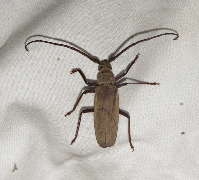 Aegosoma scabricorne - diófacincér