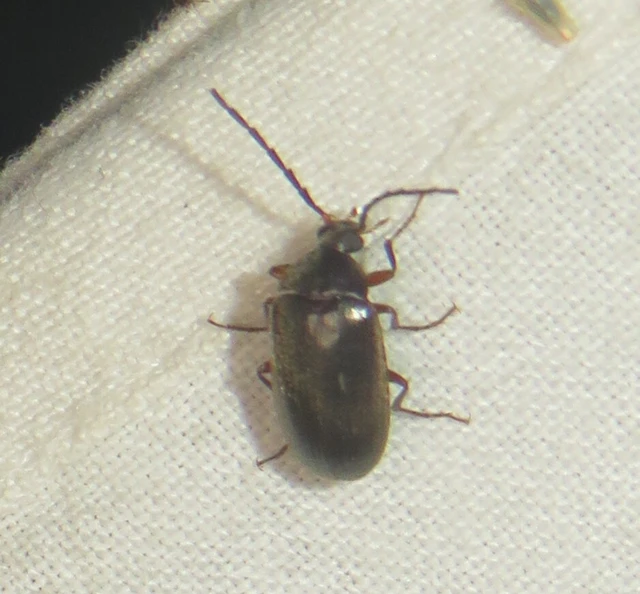 Hymenalia rufipes - rőtlábú alkonybogár