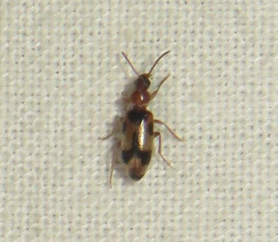 Notoxus appendicinus - déli nyakszarvúbogár