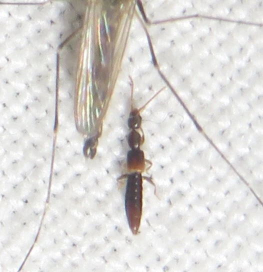 Scopaeus debilis - pusztai turzásholyva