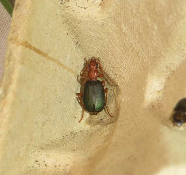 Brachinus elegans - mezei pöfögőfutó