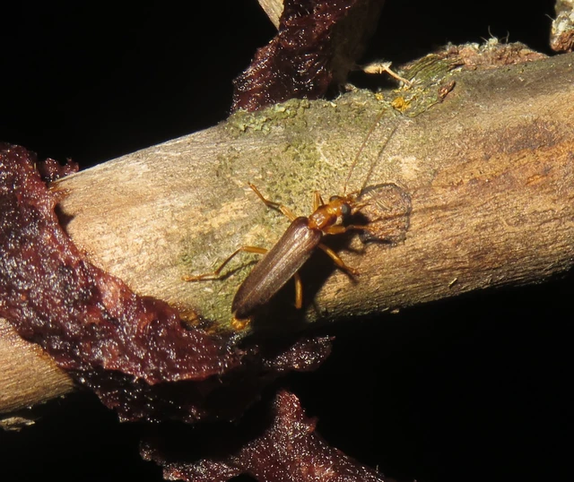 Nacerdes carniolica - karnóliai álcincér