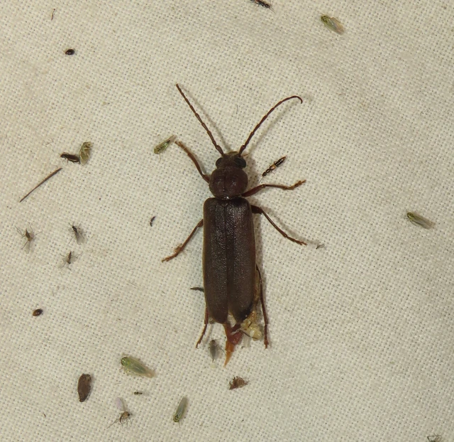 Arhopalus rusticus - gödrösnyakú cincér