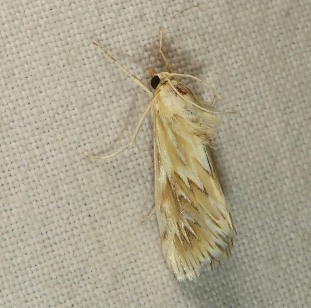 Cynaeda gigantea - magyar ciframoly