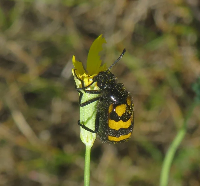 Mylabris pannonica - pannon hólyaghúzó Mylabris pannonica - pannon hólyaghúzó