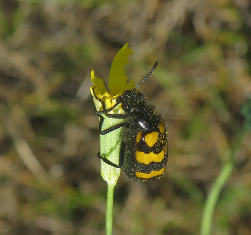 Mylabris pannonica - pannon hólyaghúzó Mylabris pannonica - pannon hólyaghúzó