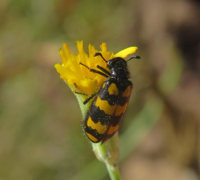 Hycleus tenerus - kis hólyaghúzó