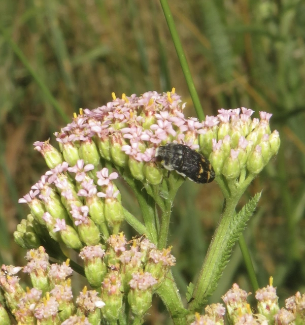 Acmaeoderella mimonti - homoki zömökdíszbogár