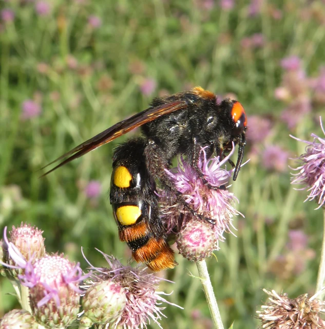 Megascolia maculata - óriás-tőrösdarázs