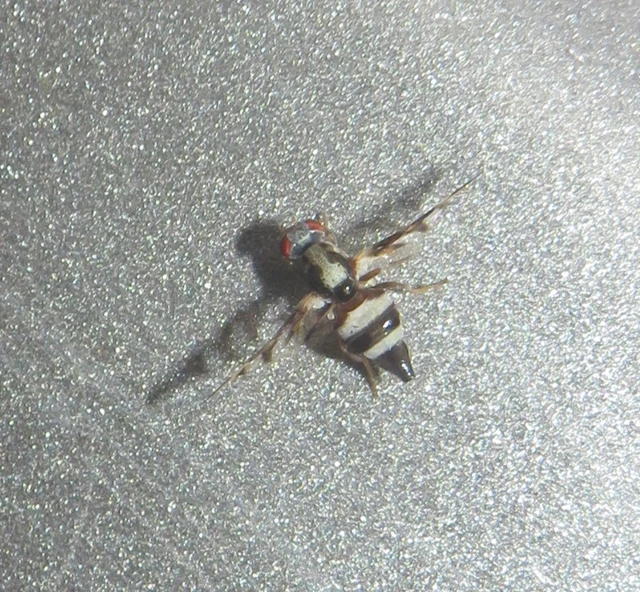 Myennis octopunctata