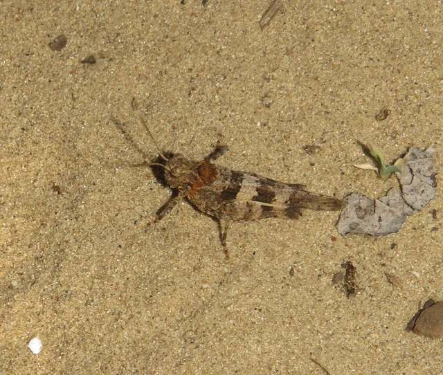 Oedipoda caerulescens - kékszárnyú sáska