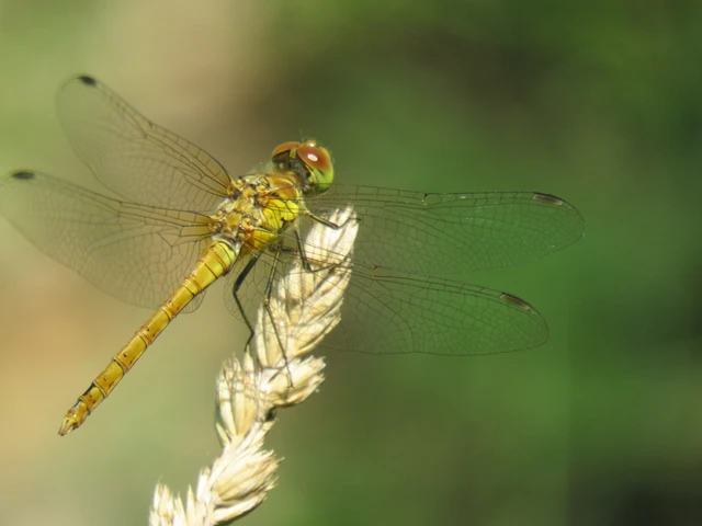 Sympetrum striolatum/vulgatum
