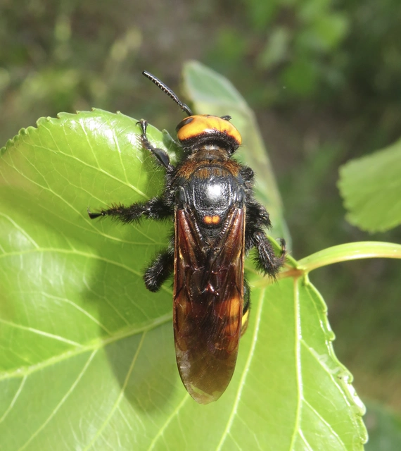 Megascolia maculata - óriás-tőrösdarázs