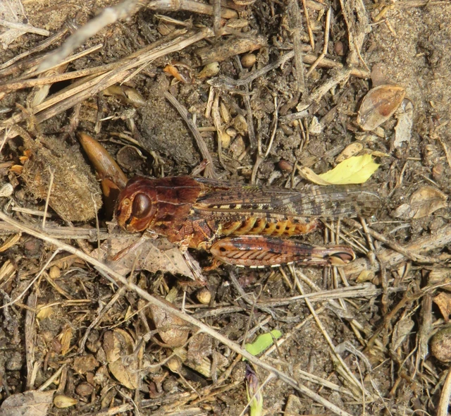 Calliptamus italicus - olaszsáska