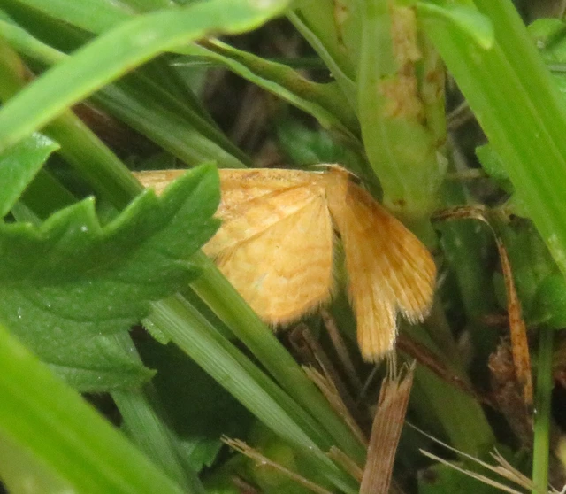 Idaea serpentata - kis sávosaraszoló