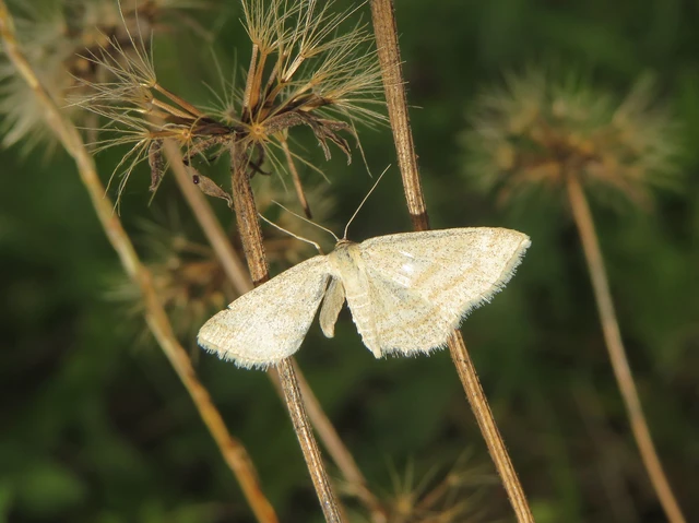 Scopula virgulata - vesszős sávosaraszoló