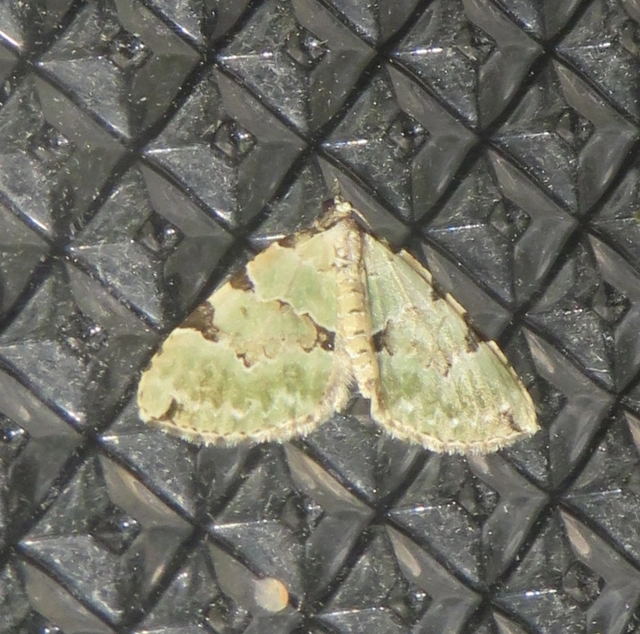 Colostygia pectinataria - zöld levélaraszoló