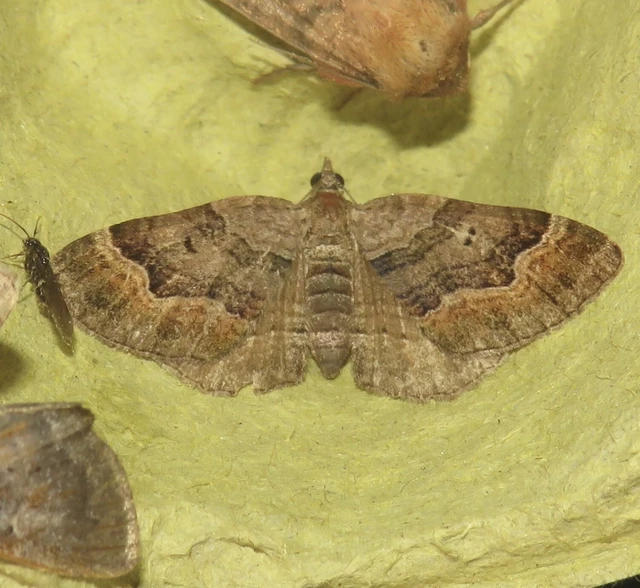 Xanthorhoe quadrifasiata - négysávos tarkaaraszoló