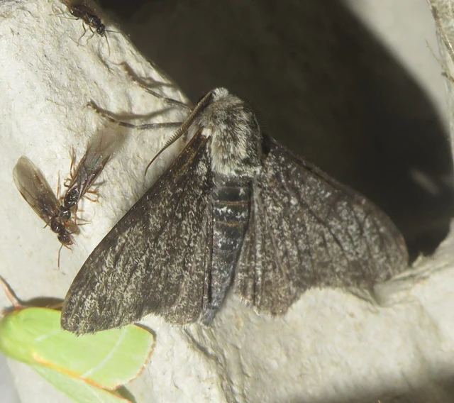 Biston betularia - szürkepettyes araszoló