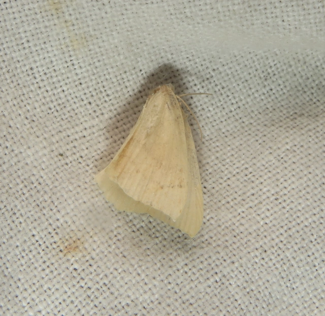 Cyclophora linearia - vonalas pettyesaraszoló
