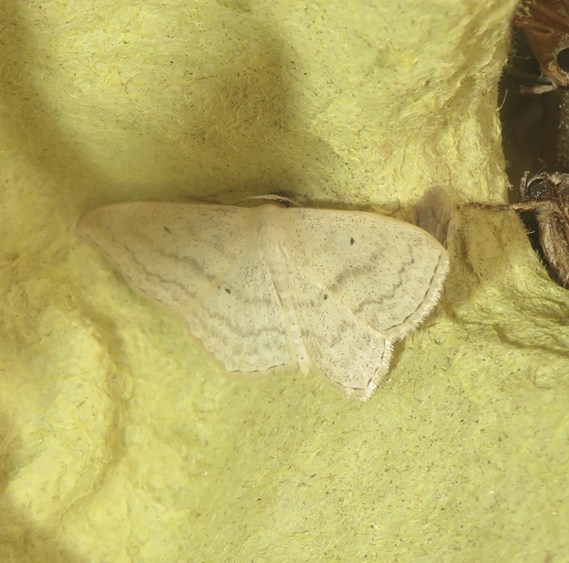 Scopula nigropunctata - feketepettyes araszoló