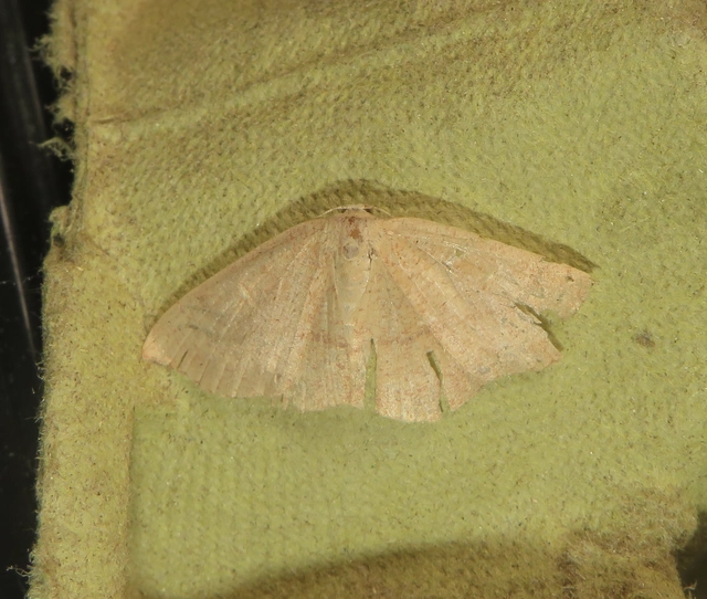 Cyclophora linearia - vonalas pettyesaraszoló