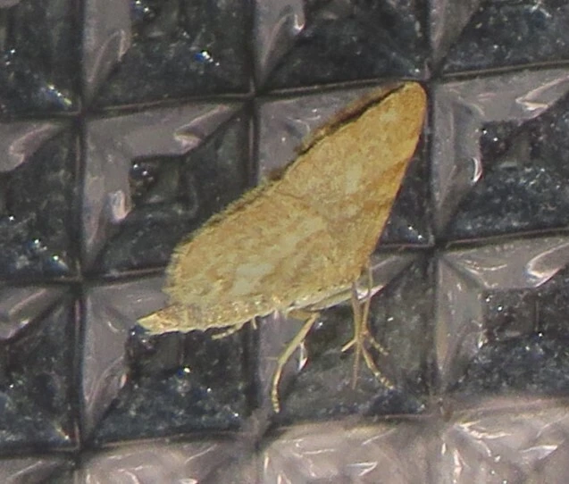 Euchoeca nebulata - barnás égeraraszoló