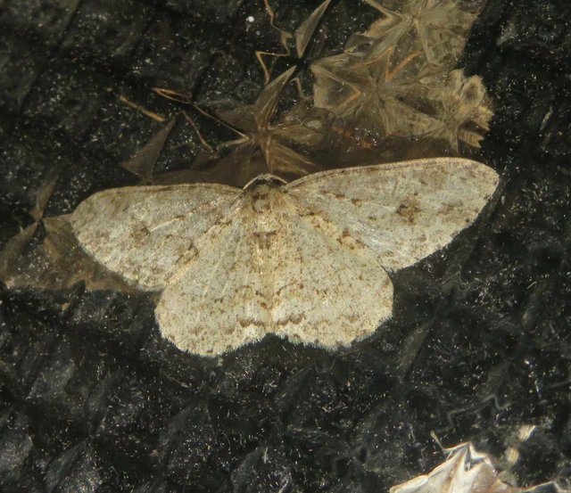 Ectropis crepuscularia - avararaszoló