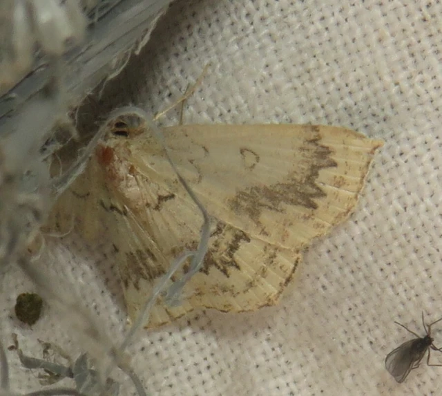 Cyclophora annularia - gyűrűs pettyesaraszoló