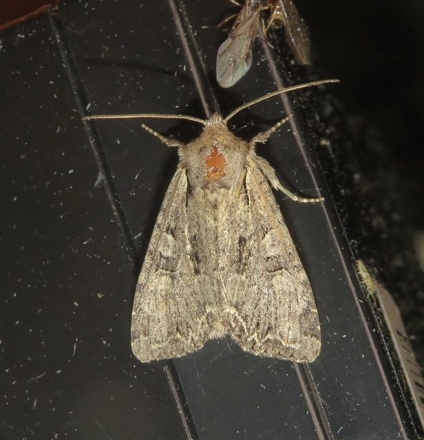 Lacanobia thalassina - borbolya-kertibagoly