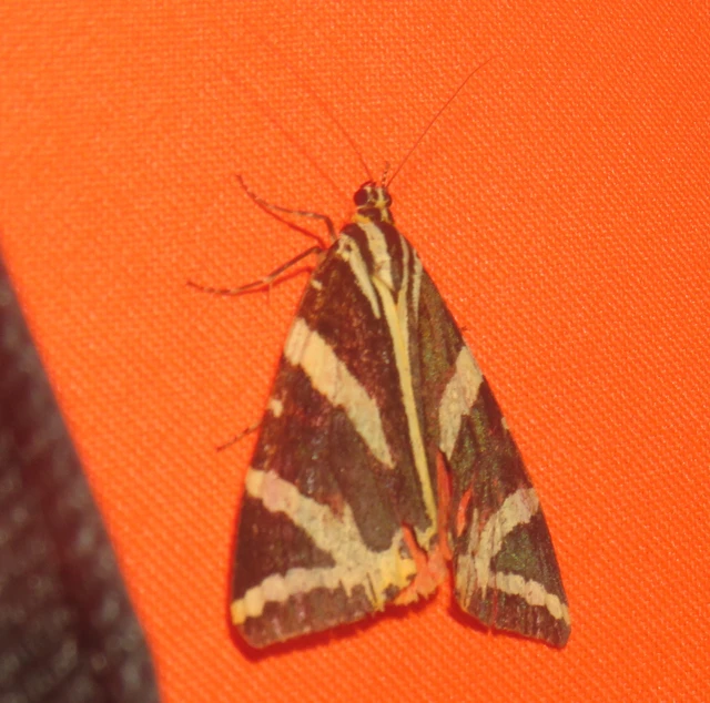 Euplagia quadripunctaria - csíkos medvelepke