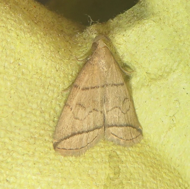 Herminia grisealis - ligeti karcsúbagoly