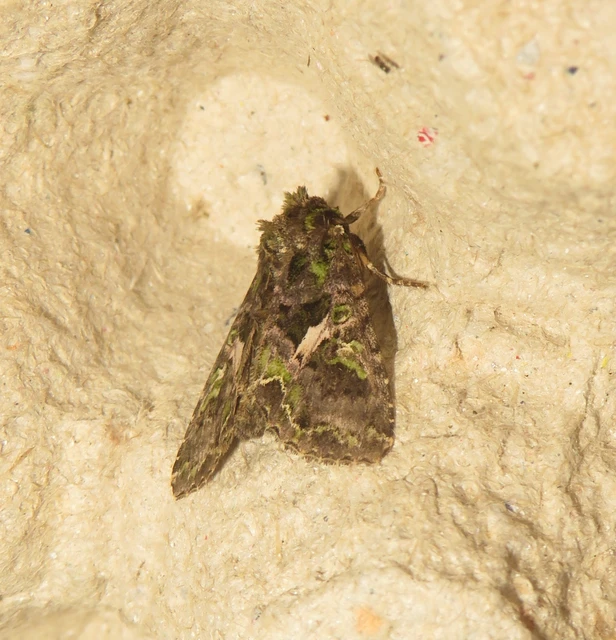 Trachea atriplicis - nyári zöldbagoly