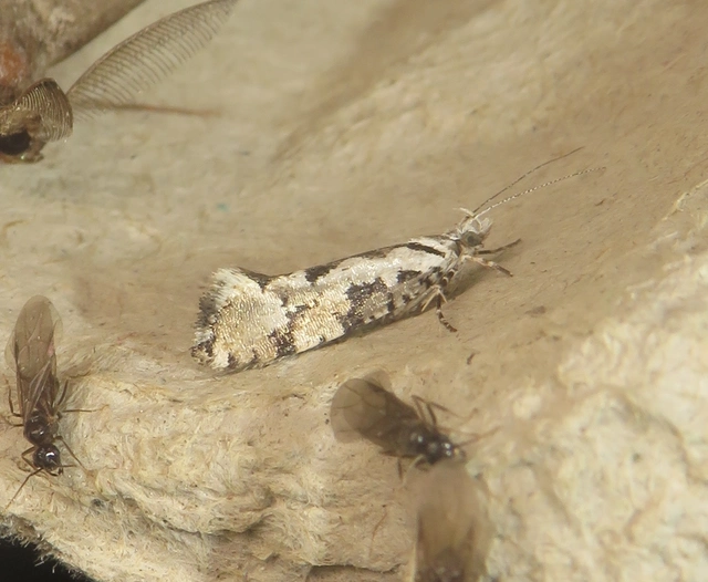 Ypsolopha sequella - ligeti tarkamoly