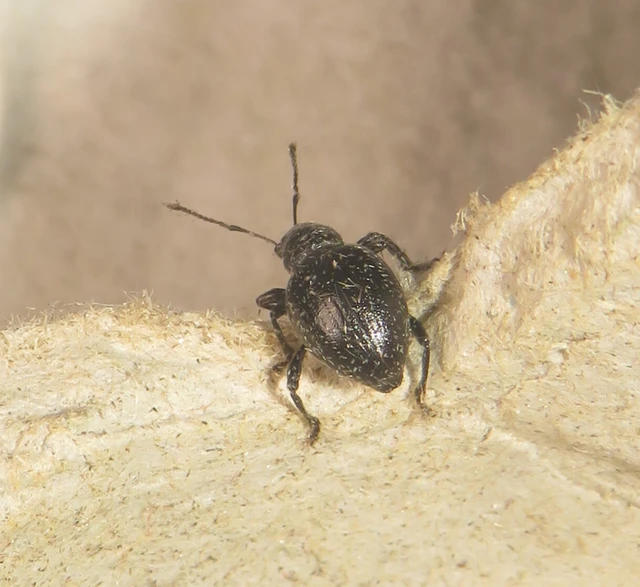 Otiorhynchus lirus - fényes gyalogormányos