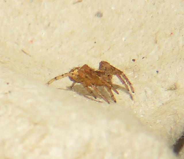 Xysticus