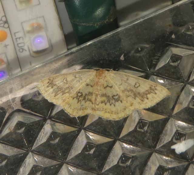 Cyclophora annularia - gyűrűs pettyesaraszoló