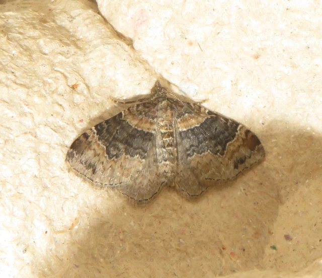 Xanthorhoe ferrugata - kerti tarkaaraszoló