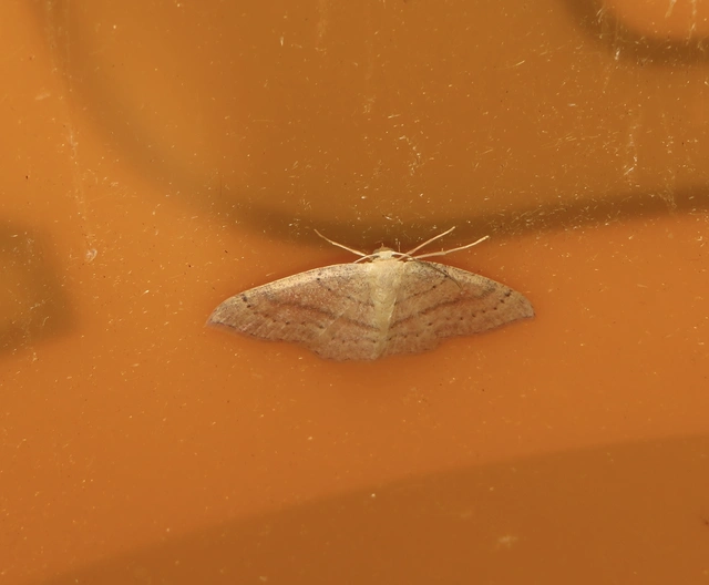 Cyclophora linearia - vonalas pettyesaraszoló