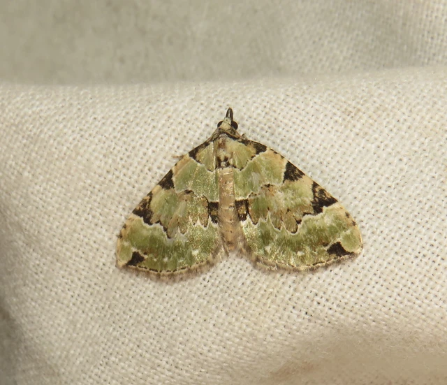 Colostygia pectinataria - zöld levélaraszoló